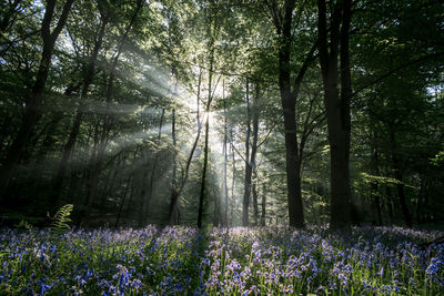 Scenic view of flowering trees in forest