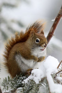 Close-up of squirrel on snow