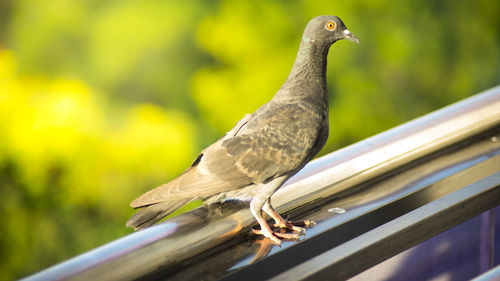 Close-up of bird perching on railing