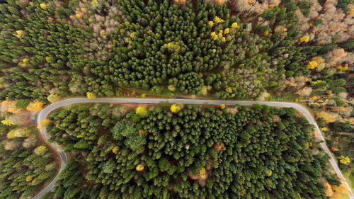 High angle view of vegetables