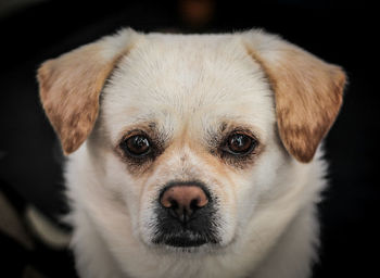 Close-up portrait of a dog