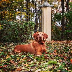 Dog sitting on leaves