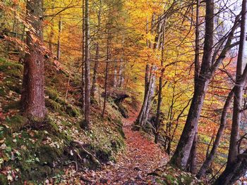 Scenic view of forest during autumn