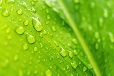 Close-up of raindrops on leaves