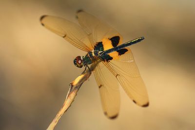 Close-up of damselfly on leaf