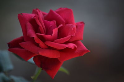 Close-up of red flower