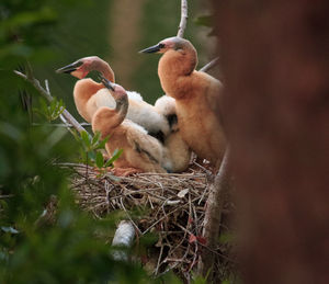 Close-up of birds in nest