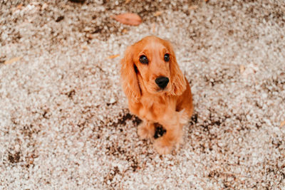 Portrait of cute dog sitting on footpath