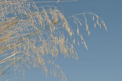 Low angle view of bare tree against blue sky