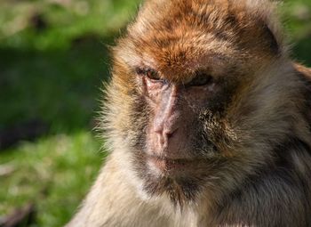 Close-up of monkey looking away