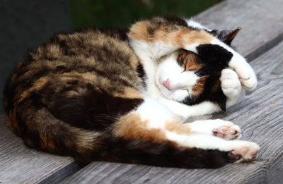 Close-up of cat sleeping