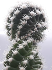 Close-up of cactus