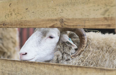 Close-up of sheep seen through wooden fence