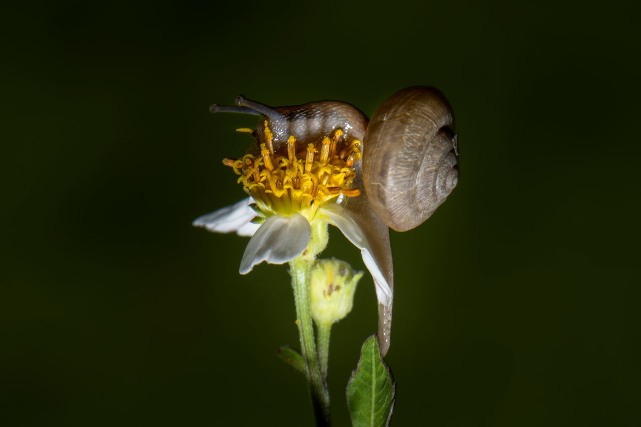 CLOSE-UP OF BUTTERFLY POLLINATING ON FLOWER