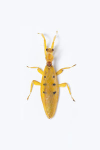 Close-up of insect on white background