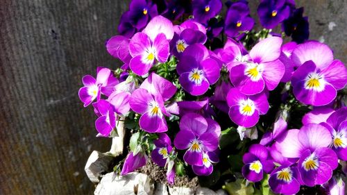 Close-up of pink flowering plants