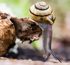 Close-up of snail on wood