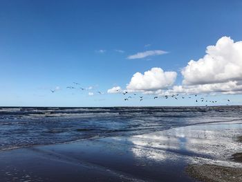 Birds flying over sea against blue sky
