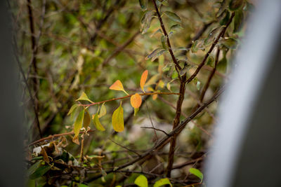 Close-up of plants
