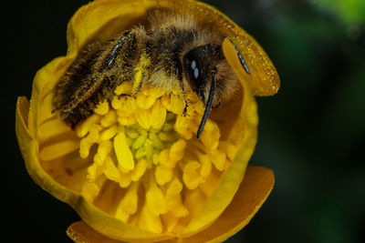 Close-up of bee on yellow flower