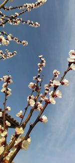 Low angle view of cherry blossoms against sky