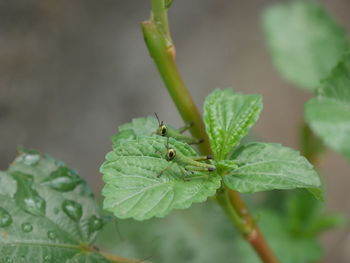 Close-up of insect on leaf