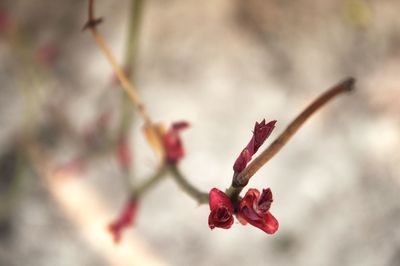 Close-up of pink flower