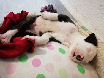 Close-up of dog sleeping on bed at home