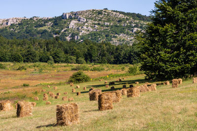 Hay bales in a field