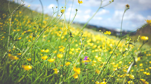 Close-up of yellow flower blooming in field