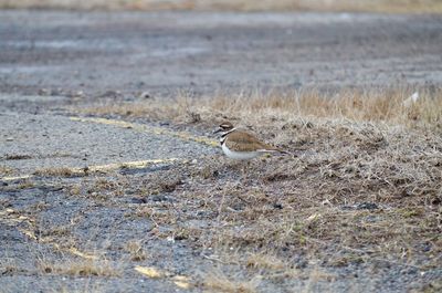 Upclose with a killdeer 