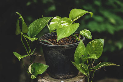 Close-up of small potted plant