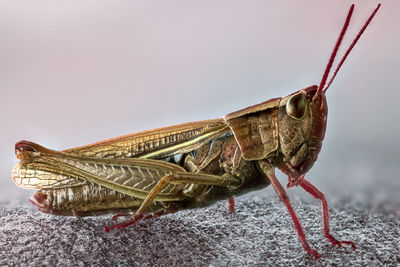 Close-up of insect over white background