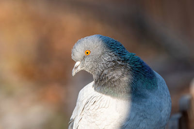 Close-up of pigeon