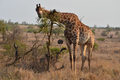 View of an animal on field