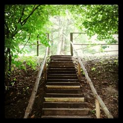 Staircase in forest