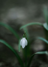 Close up of spring flower snowdrop spring time outdoor nature galanthus nivalis