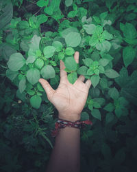 High angle view of person hand with leaves