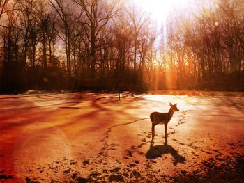 Sun shining through trees