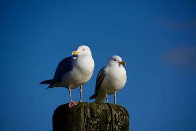 Seagulls perching on wooden post against clear blue sky