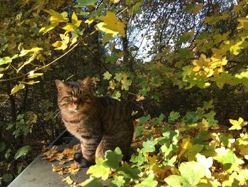 Cat on tree