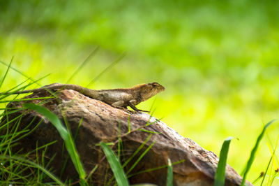 Lizard on a land