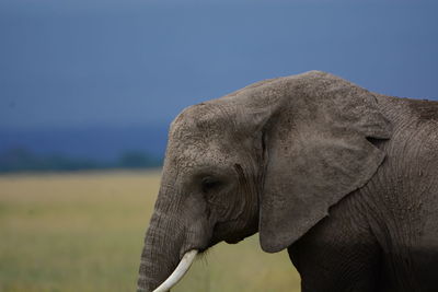 Close-up of elephant