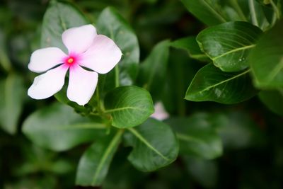 Close-up of periwinkle blooming in park