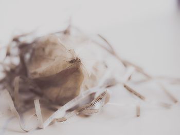 Close-up of insect on white background