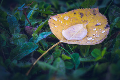 Close-up of wet mushroom growing on land