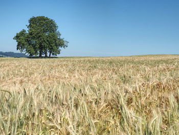 Agricultural landscape with wheat field and green lime tree. lonely tree in field of golden wheat