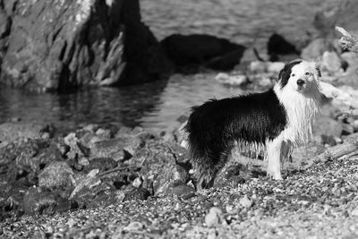 Close-up of dog in water