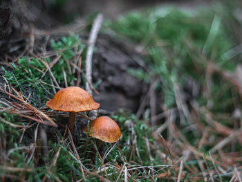 Close-up of mushroom growing on field