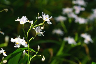 Close-up of white flowers